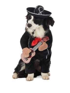 Skull & Bones Mariachi Dog Costume Medium Halloween Guitar and Sombrero